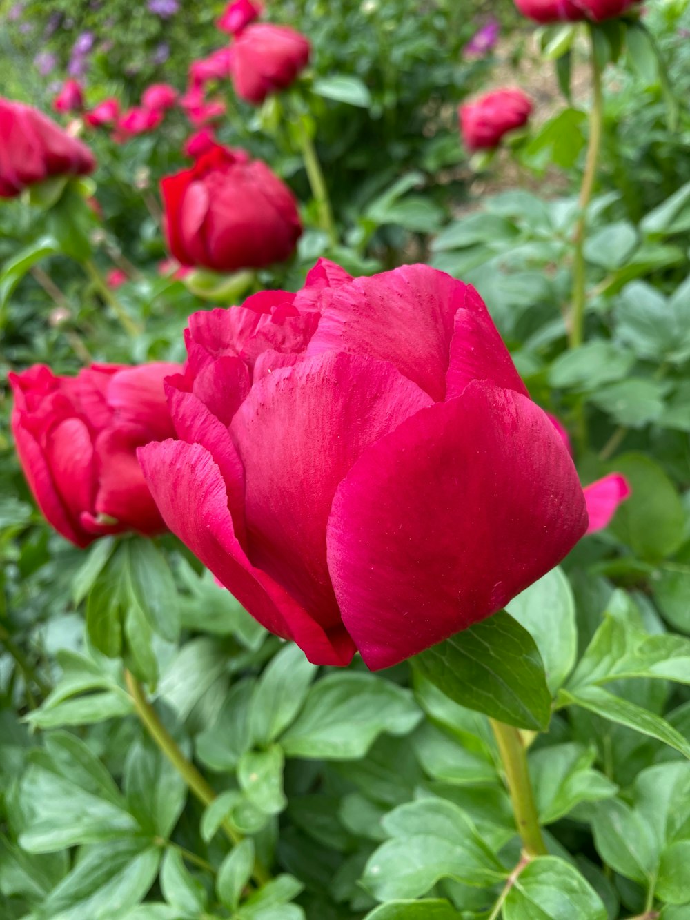 a large red flower in a field of green leaves