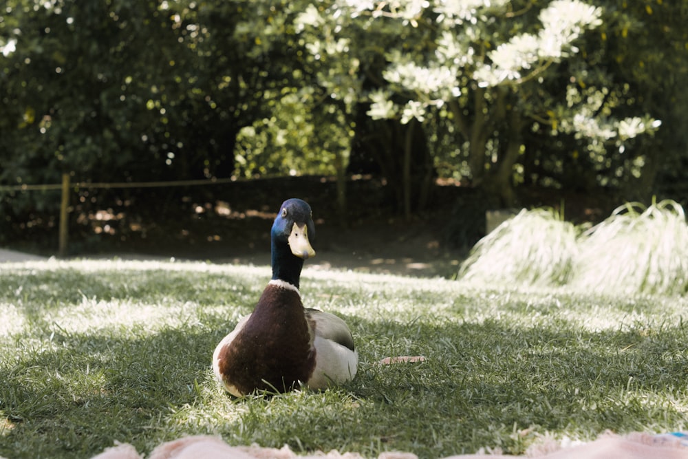 a duck sitting on the grass in a park