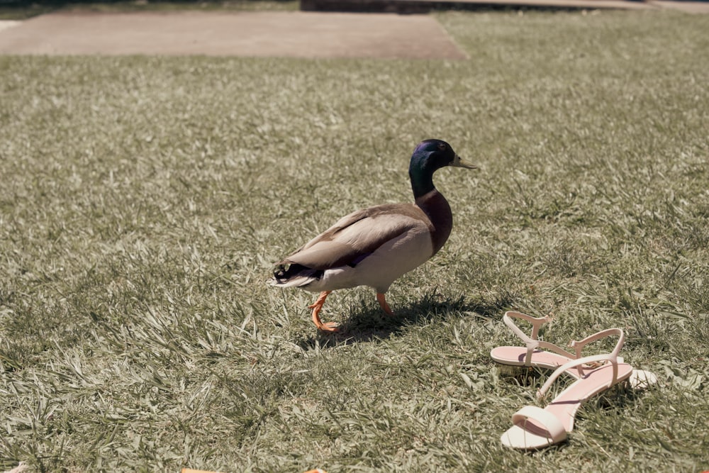 a duck standing on top of a lush green field