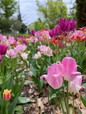a field full of pink and yellow flowers