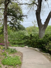 a path in a park with trees and flowers