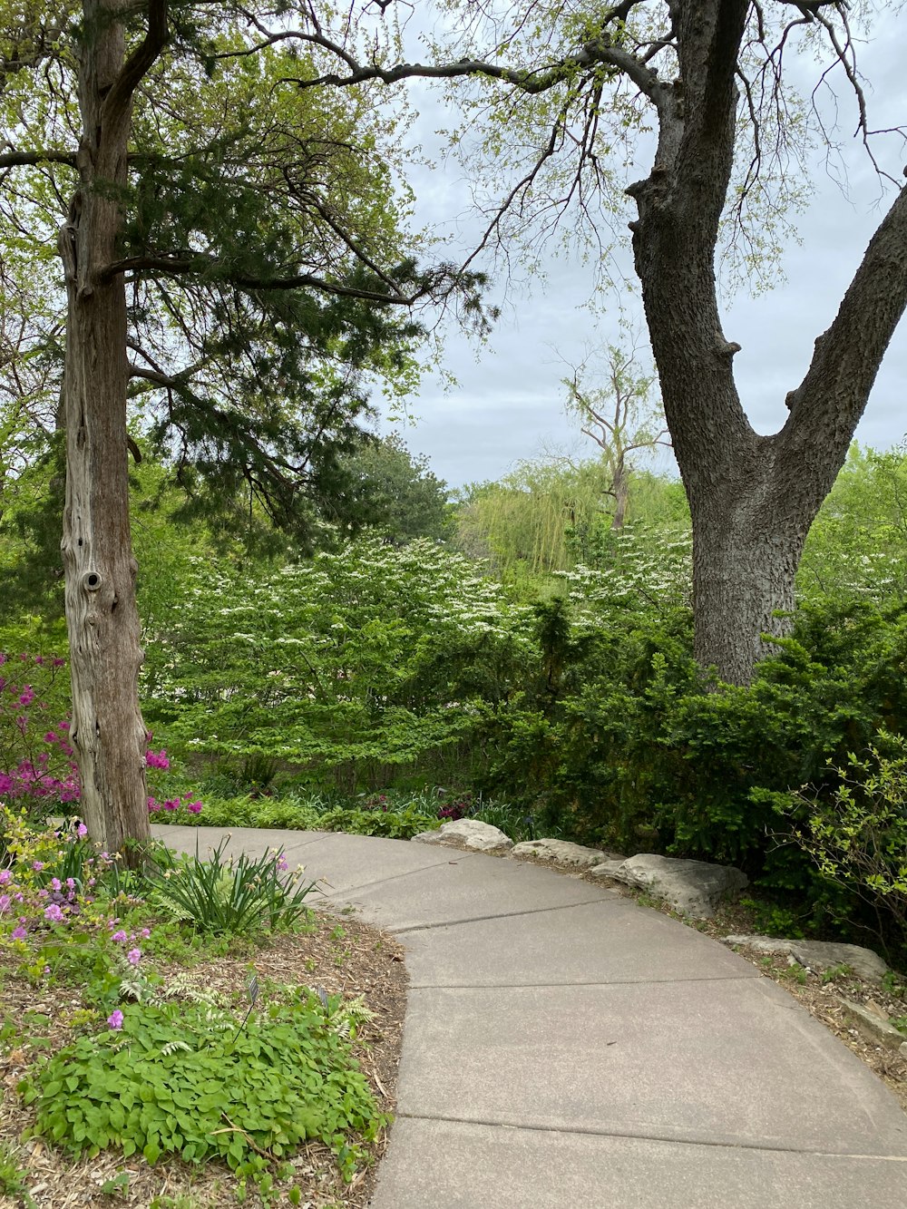 a path in a park with trees and flowers