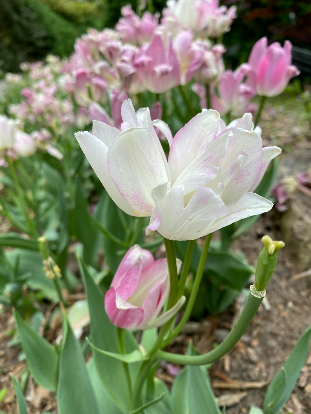 a bunch of pink and white flowers in a garden