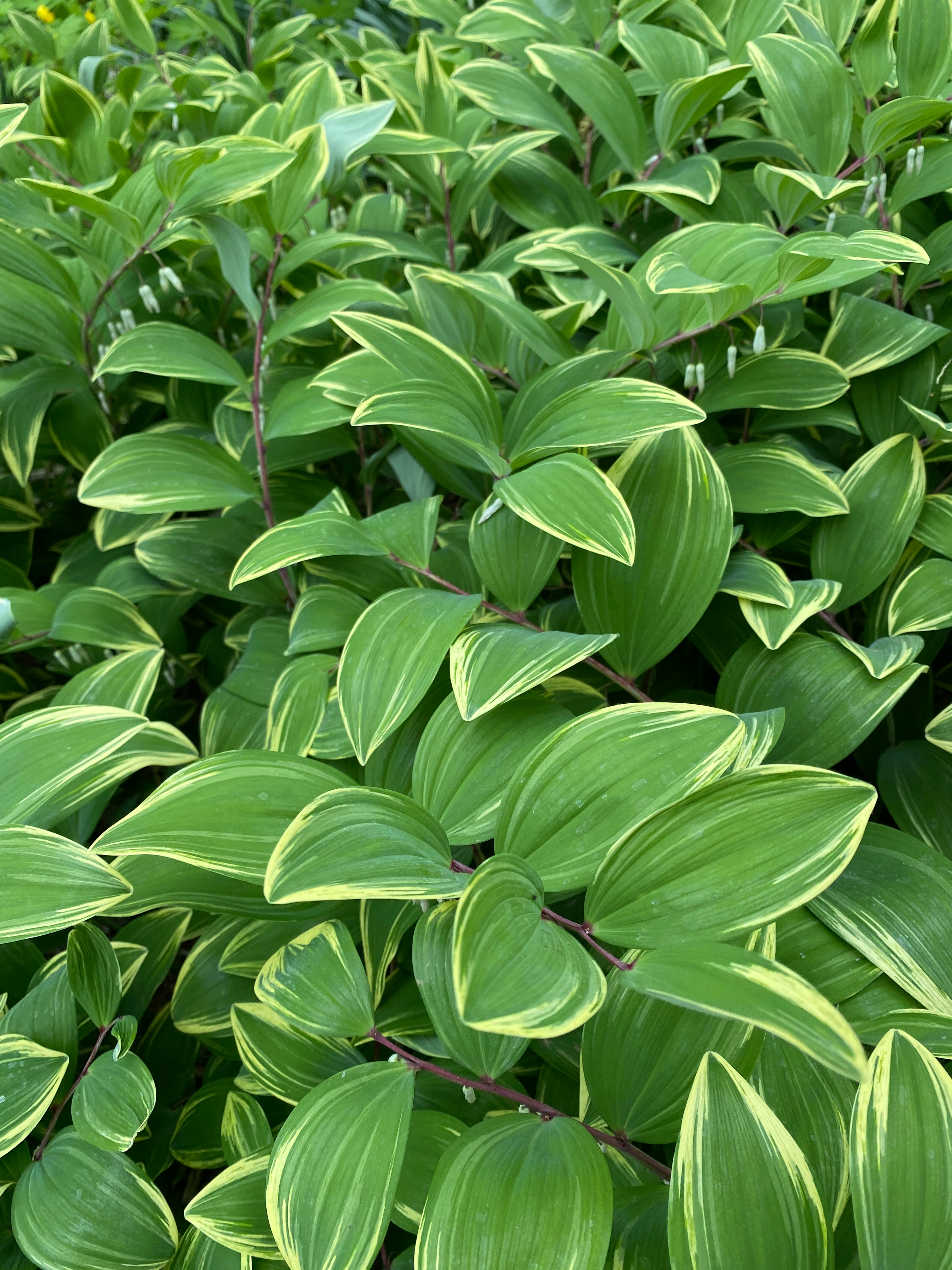 Photo by americanjael