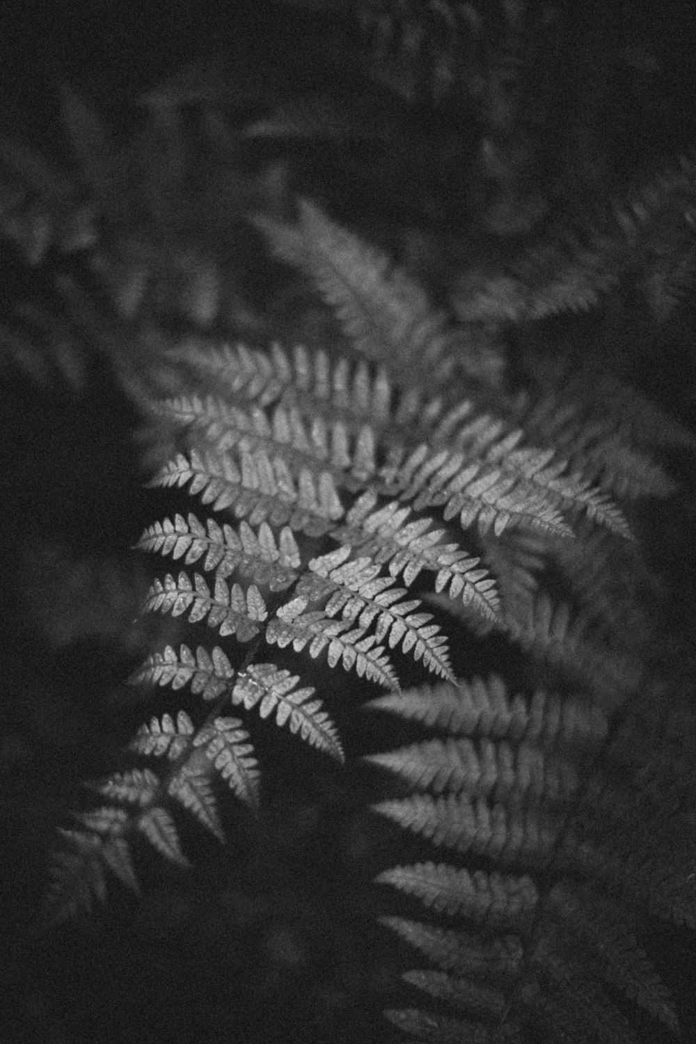 a black and white photo of a fern