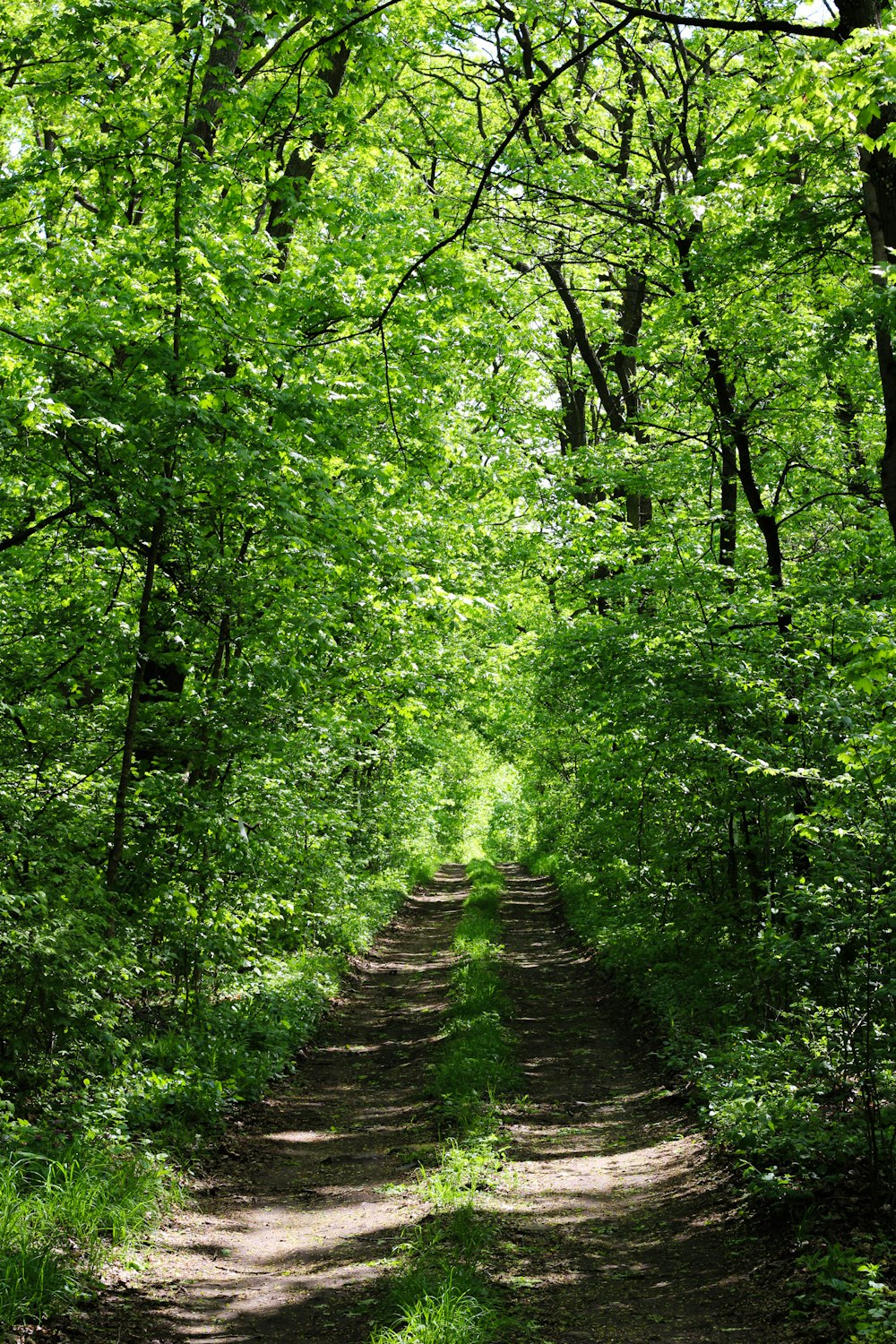 uma estrada de terra no meio de uma floresta verde exuberante