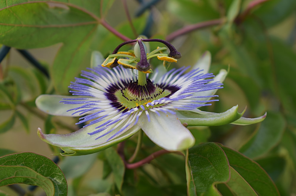 a purple and white flower with green leaves
