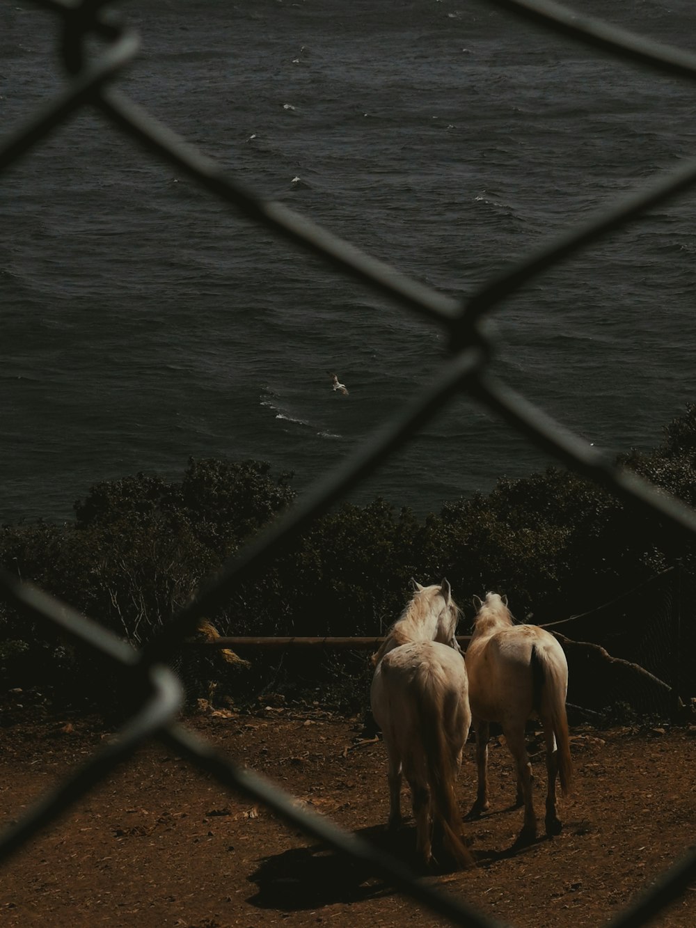 two white horses standing next to each other on a dirt field