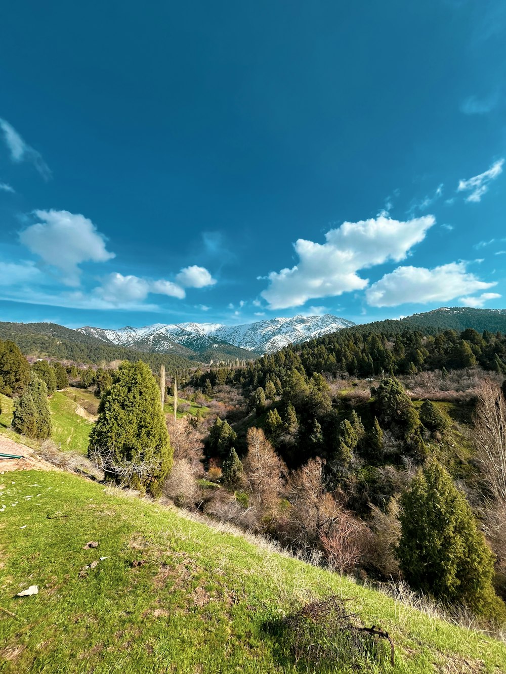 a scenic view of the mountains and trees