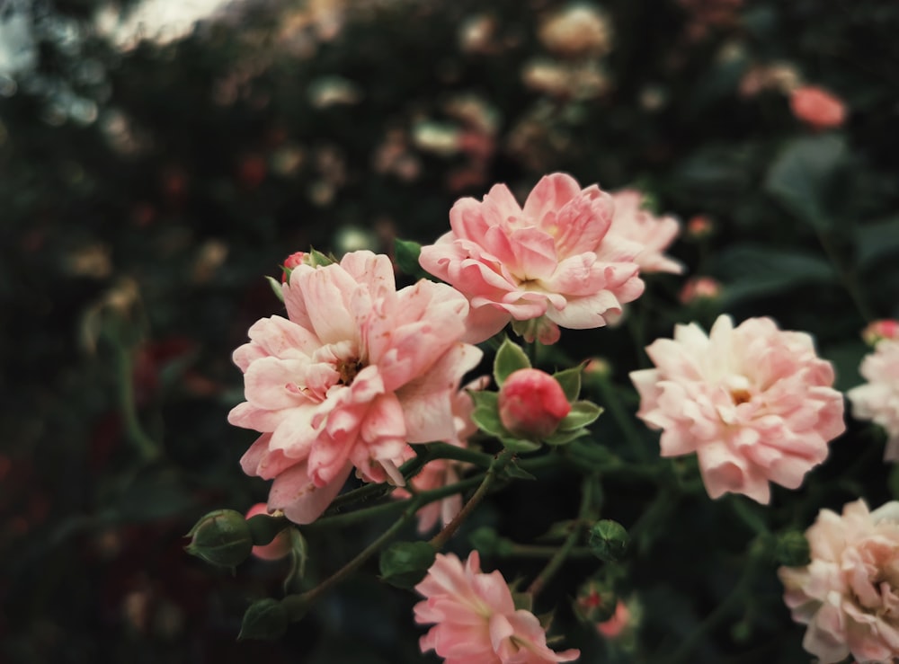 a bunch of pink flowers in a garden