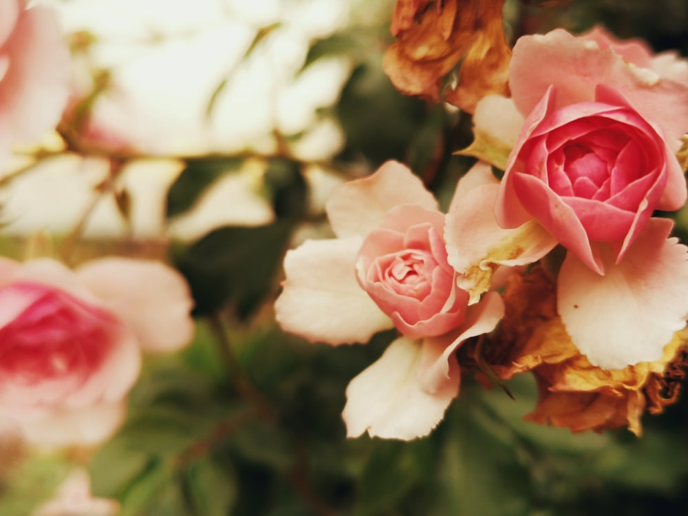 a bunch of pink and white flowers on a tree