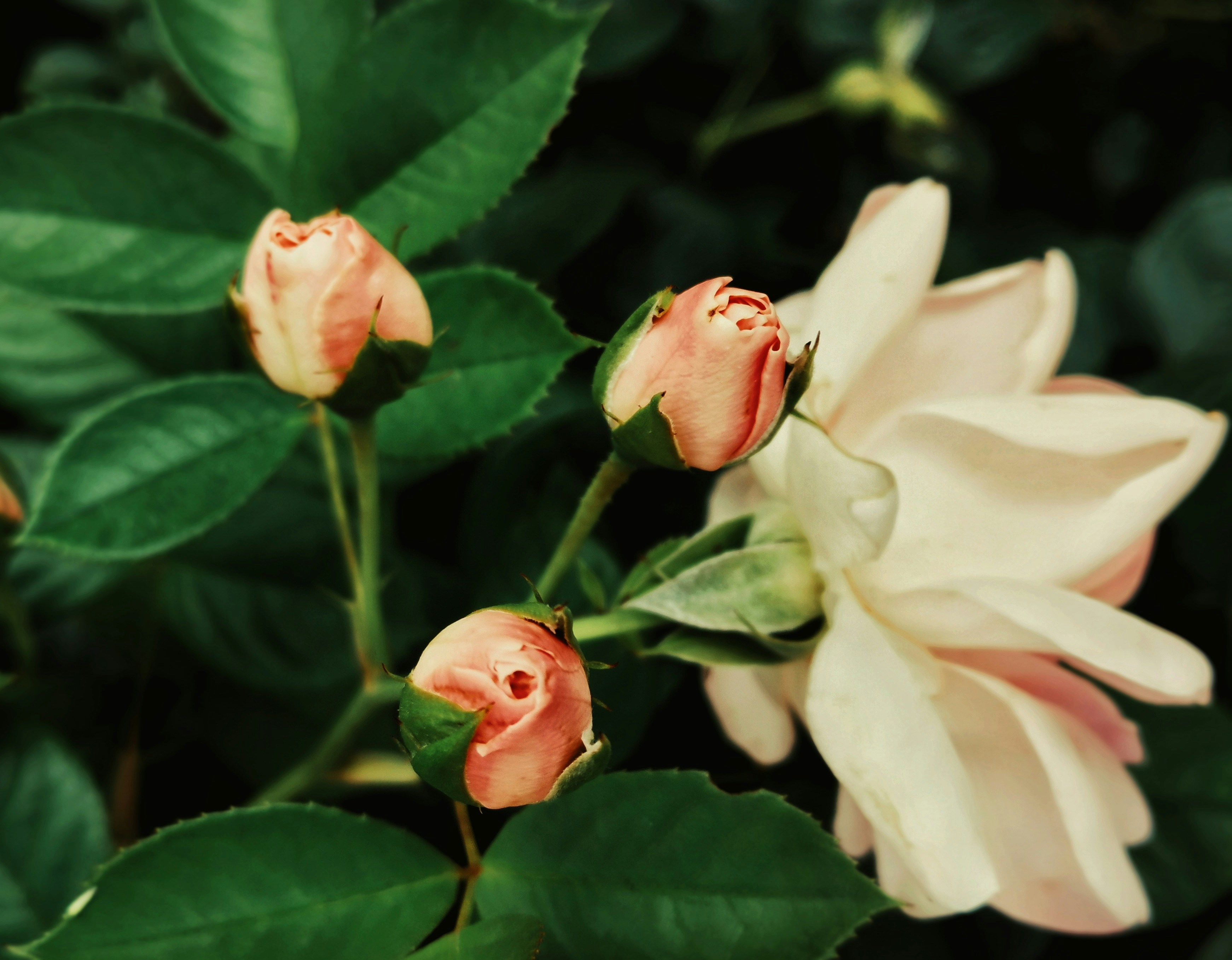 Photo by egeozyuksel