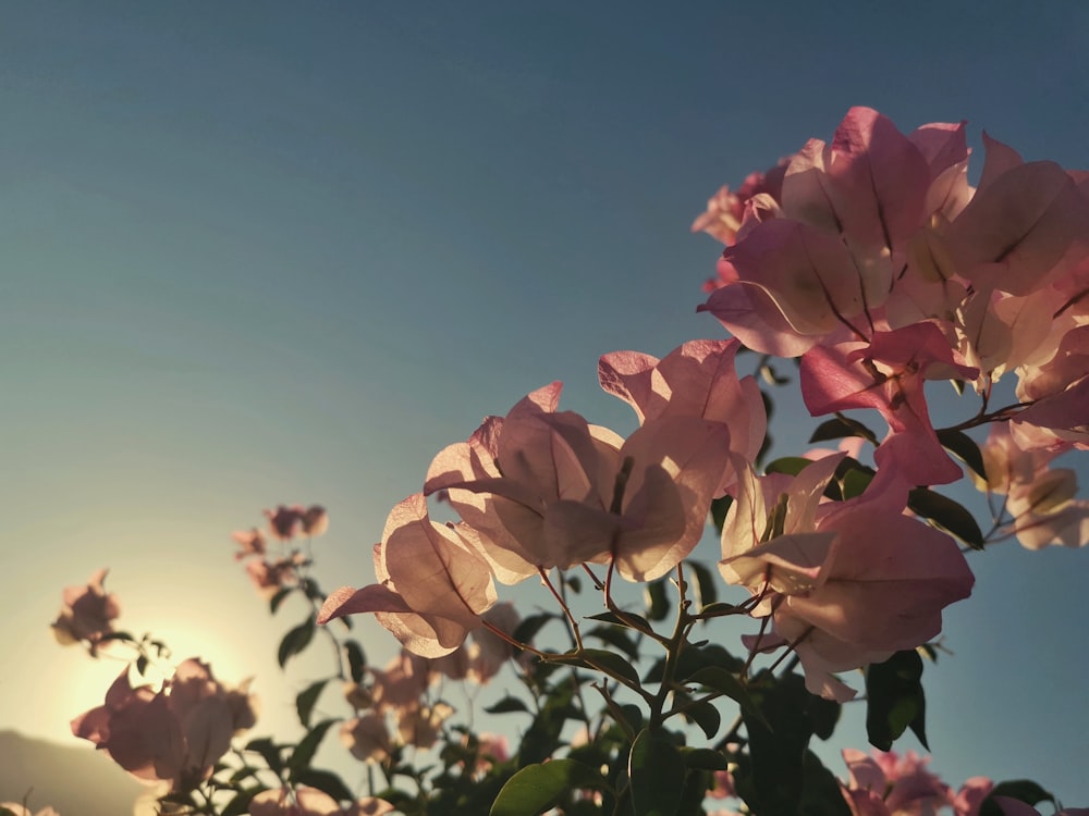 a bush of pink flowers with the sun in the background