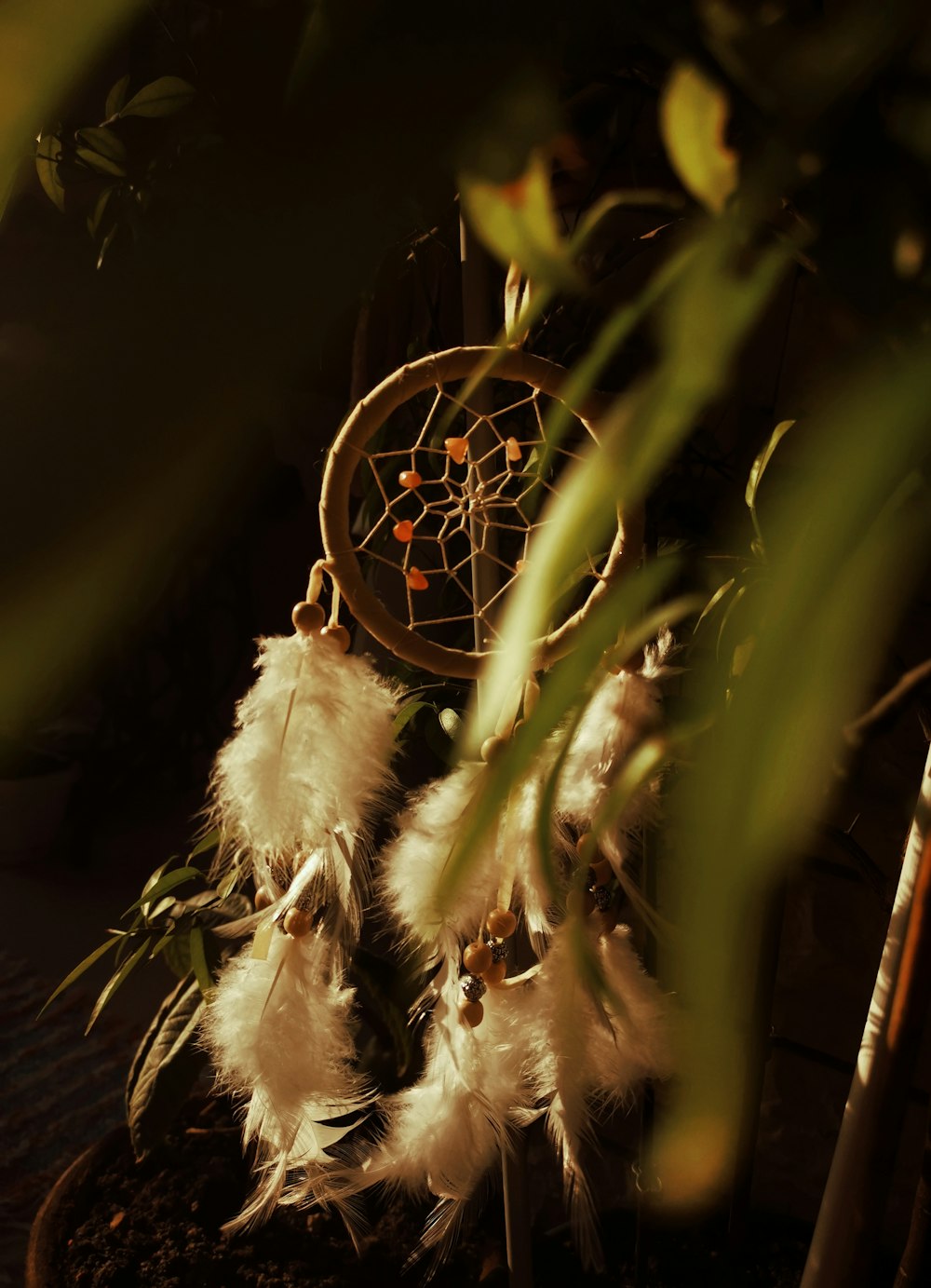 a close up of a dream catcher on a plant