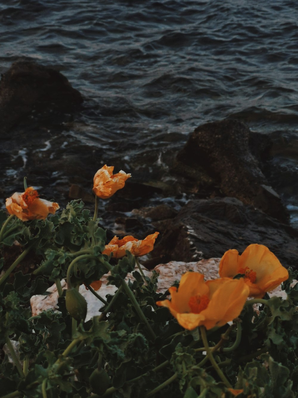 a bunch of flowers that are by the water