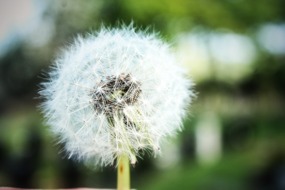 a close up of a dandelion with a blurry background