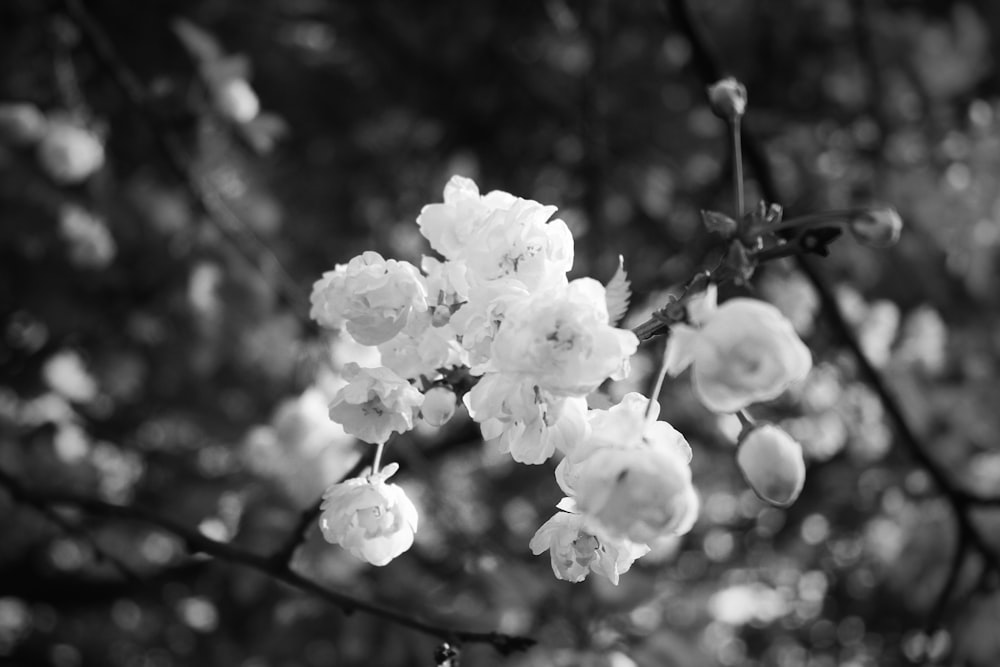 a black and white photo of some flowers