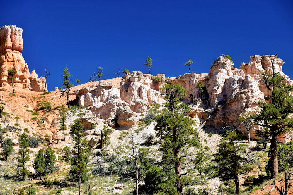 a group of trees in front of a mountain