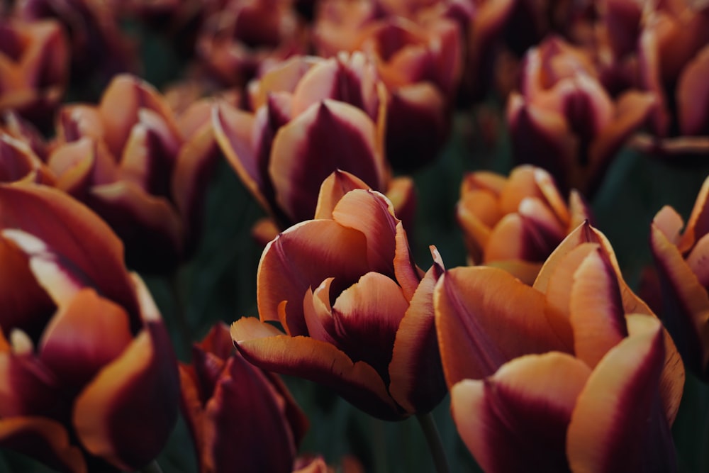a field of orange and red tulips in full bloom