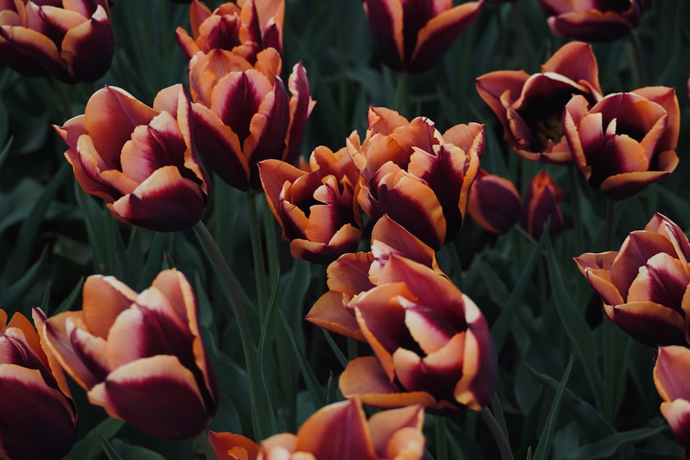 a bunch of red and orange flowers in a field