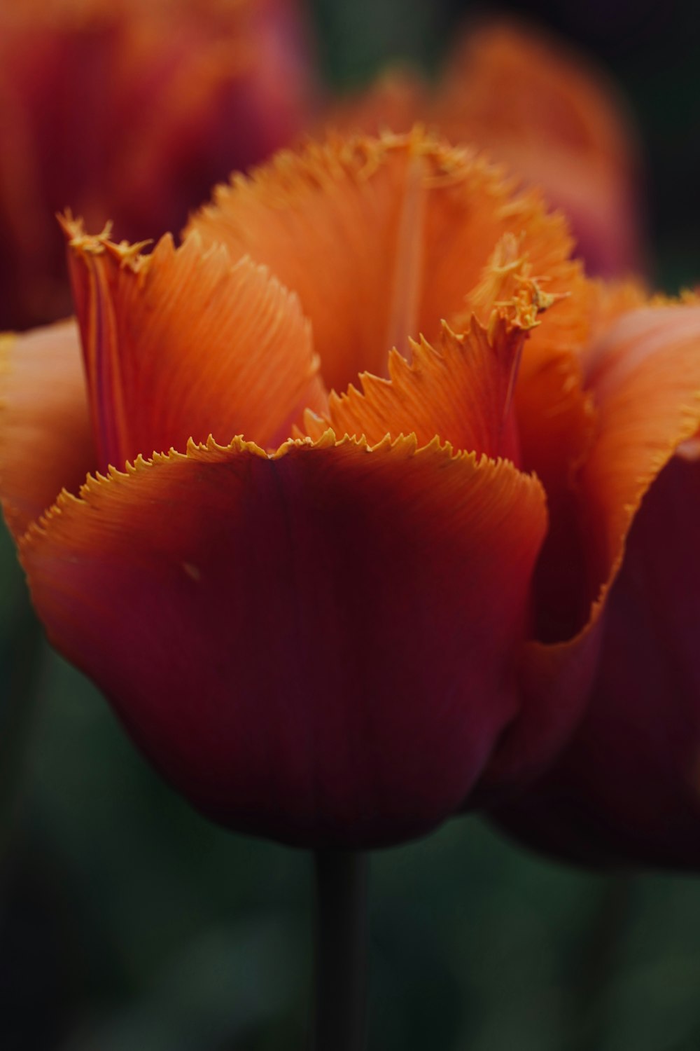 a close up of a flower with a blurry background