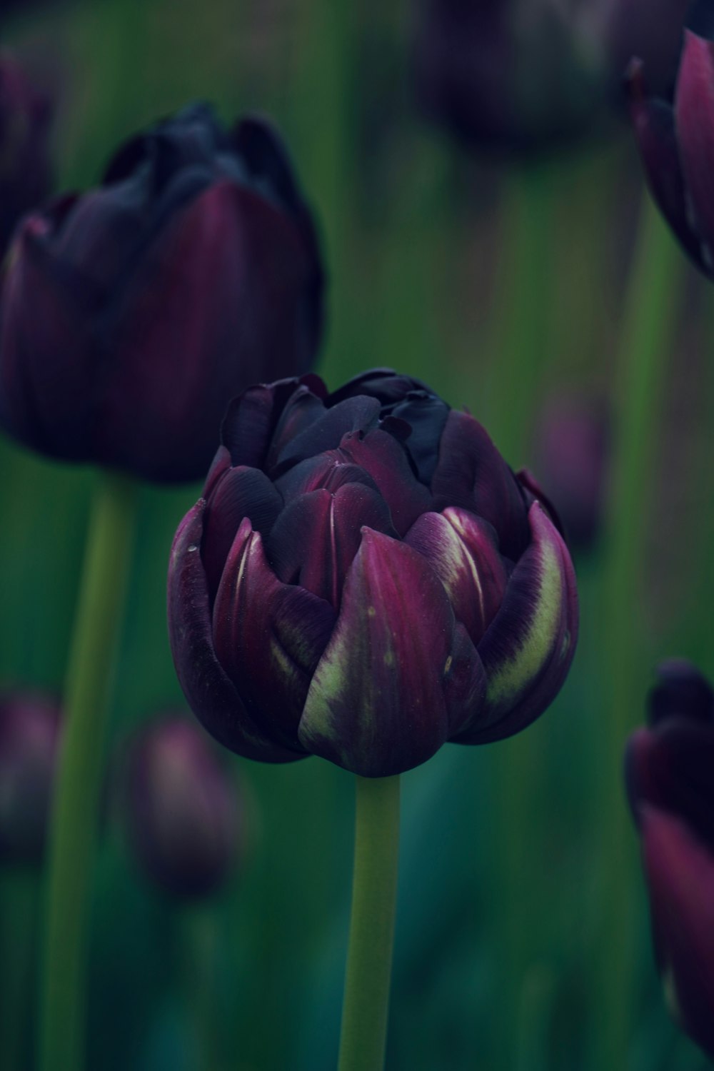 a close up of a purple flower in a field