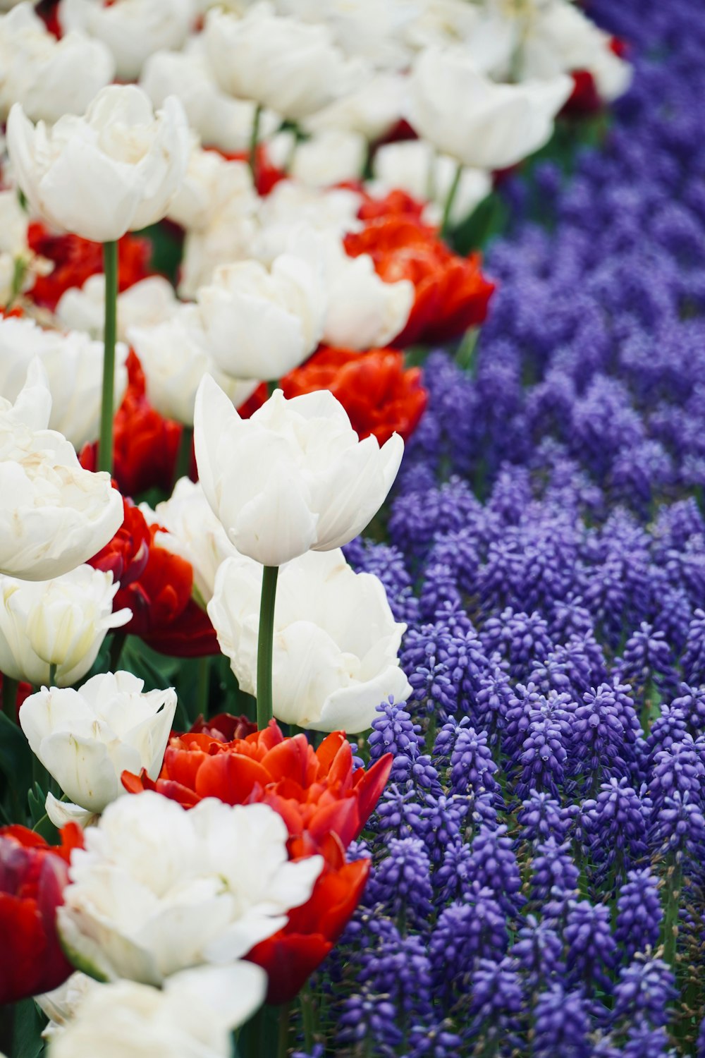 a field full of white and red flowers