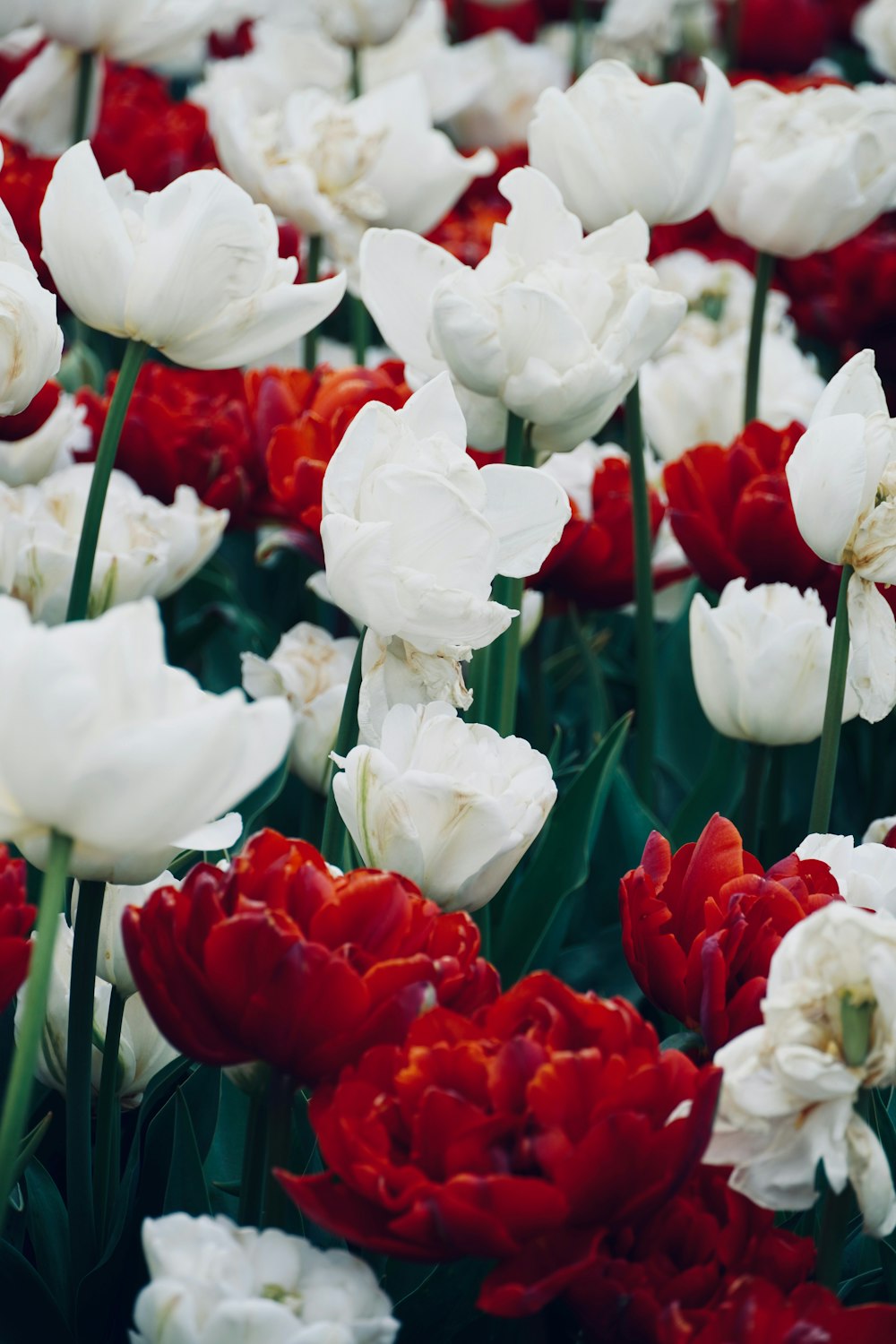 a field of white and red tulips