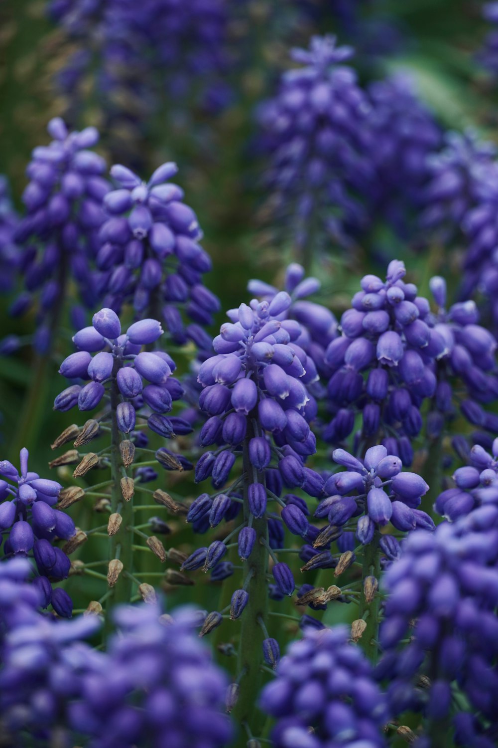 a bunch of purple flowers that are in the grass