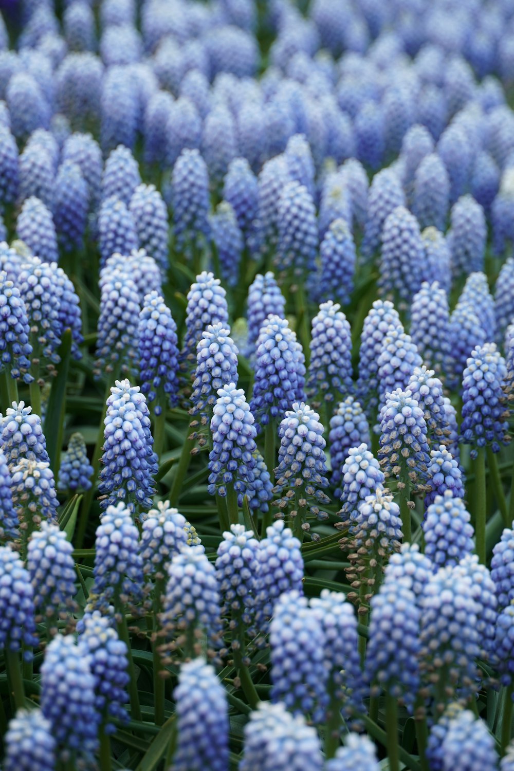 a field of blue flowers with green stems