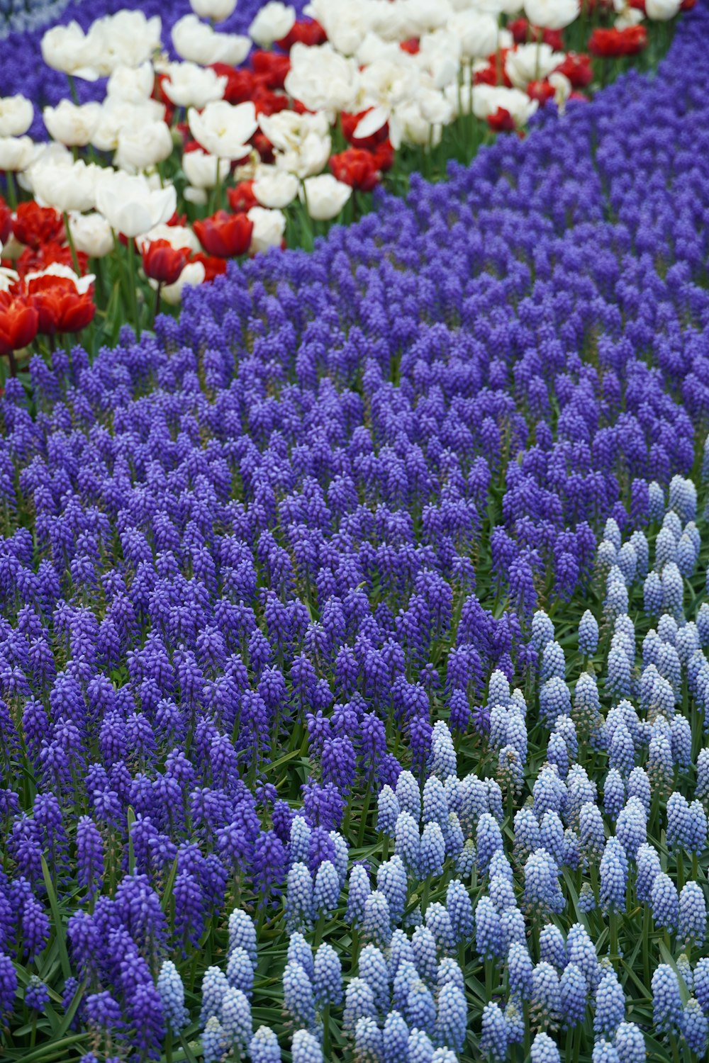 a field full of purple and white flowers