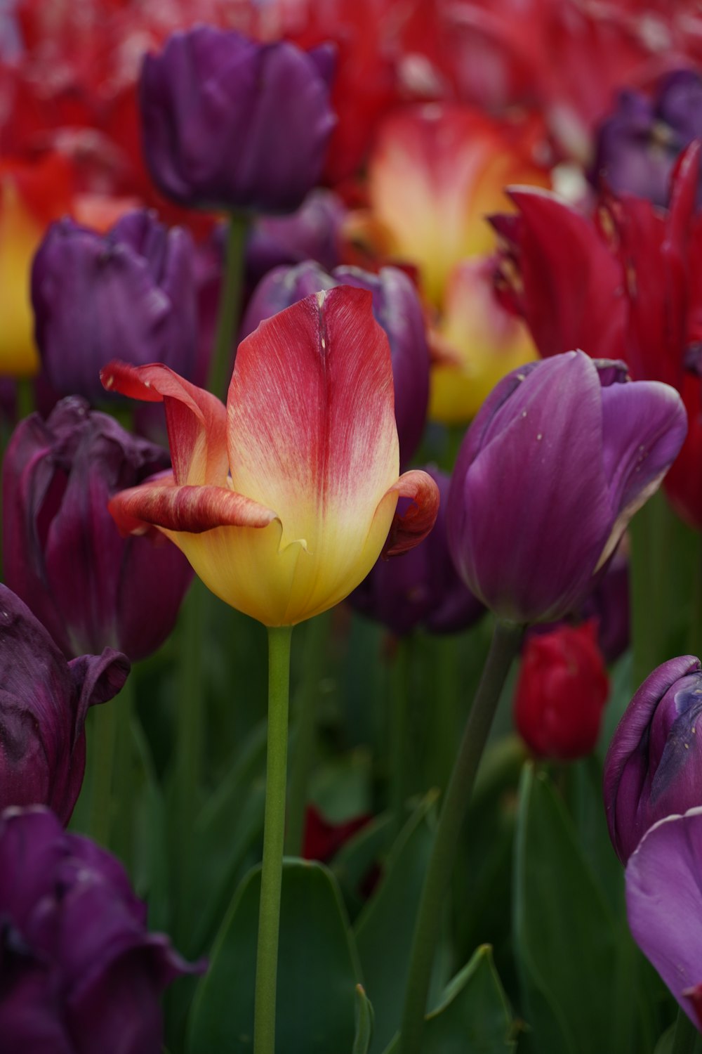 a field full of purple and yellow flowers