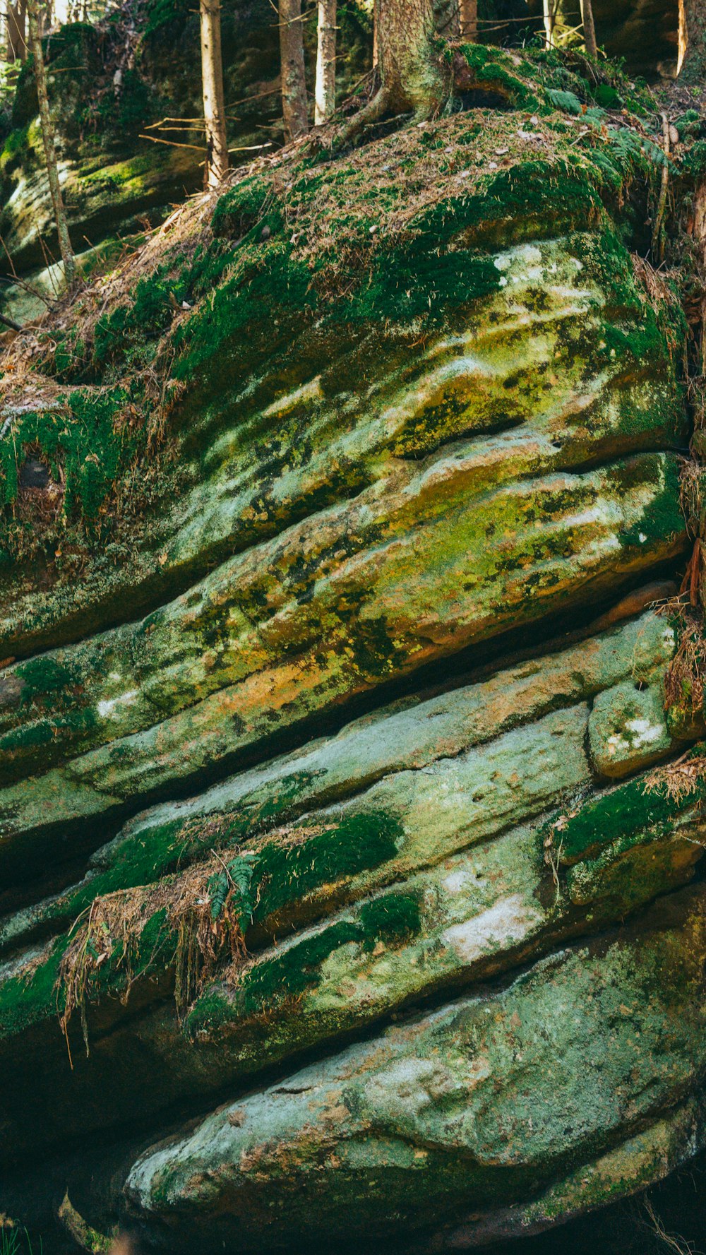 a large rock covered in green moss in a forest