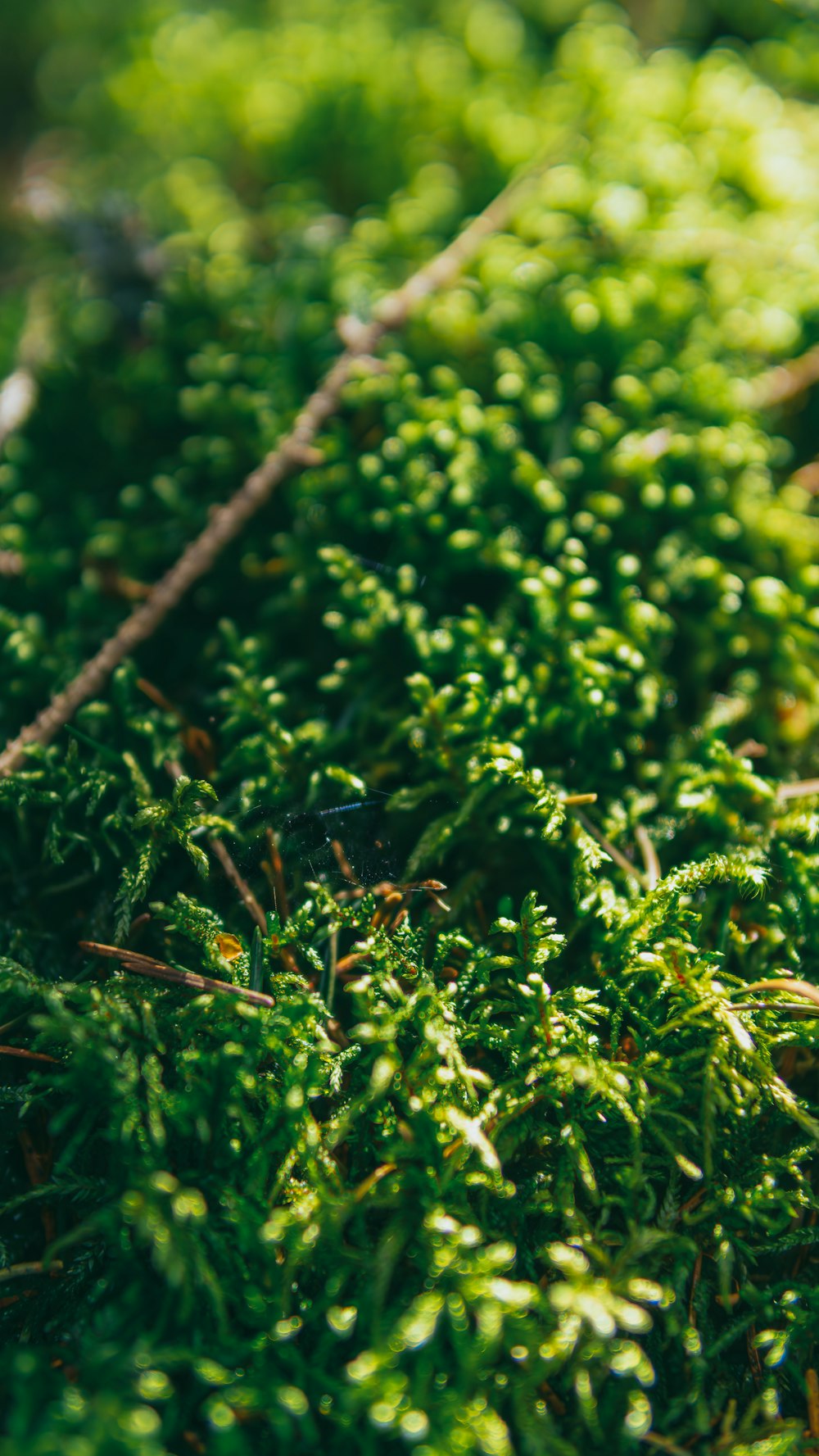 a close up of a green mossy surface