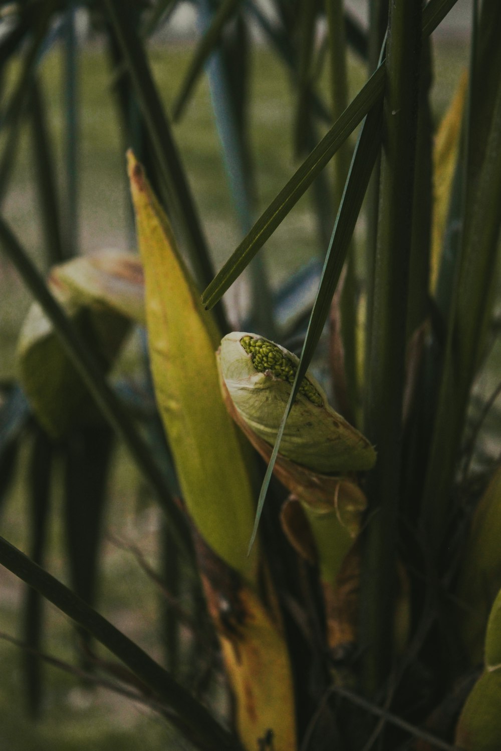 a green frog sitting on top of a leafy plant
