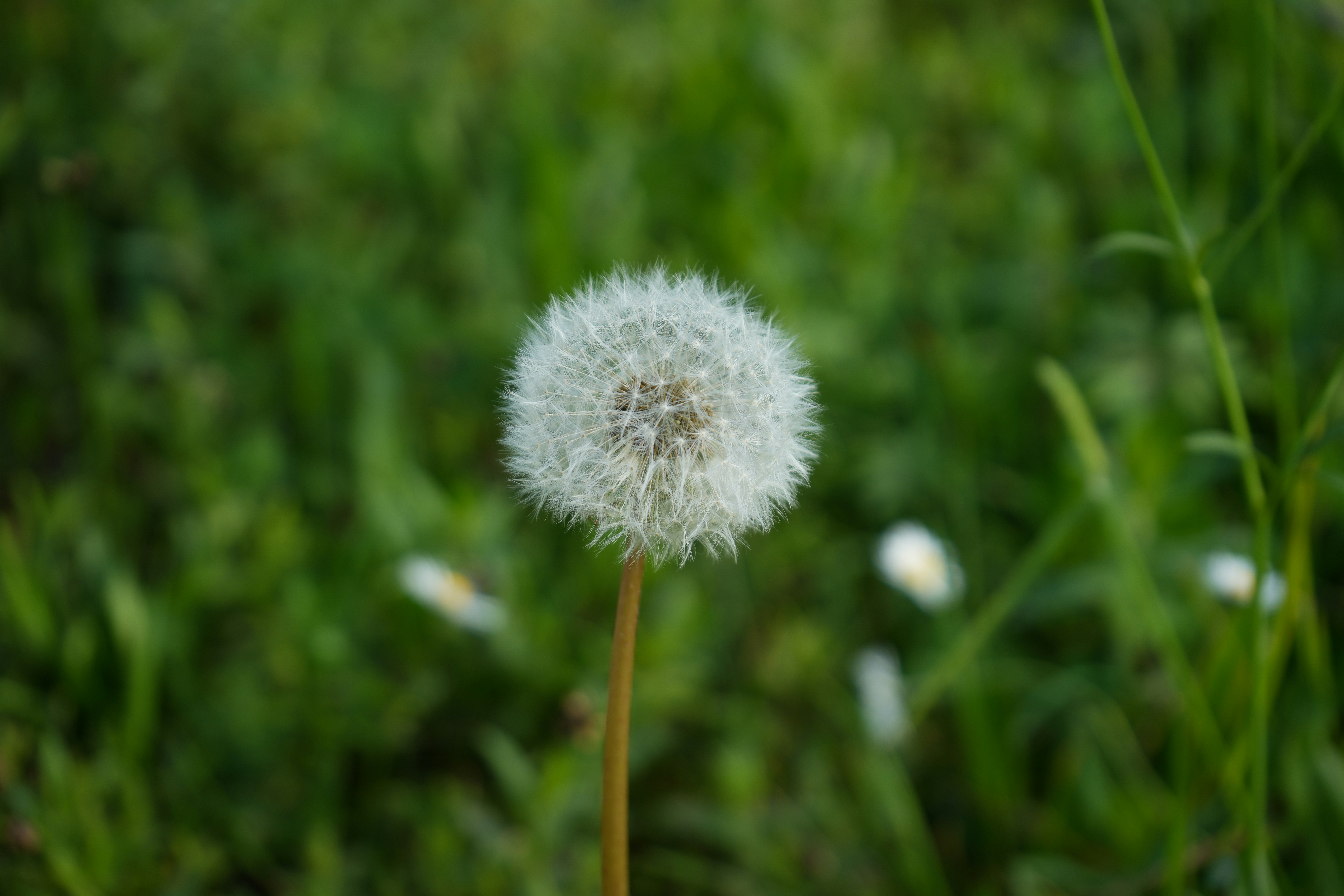 a dandelion in the middle of a field of grass
