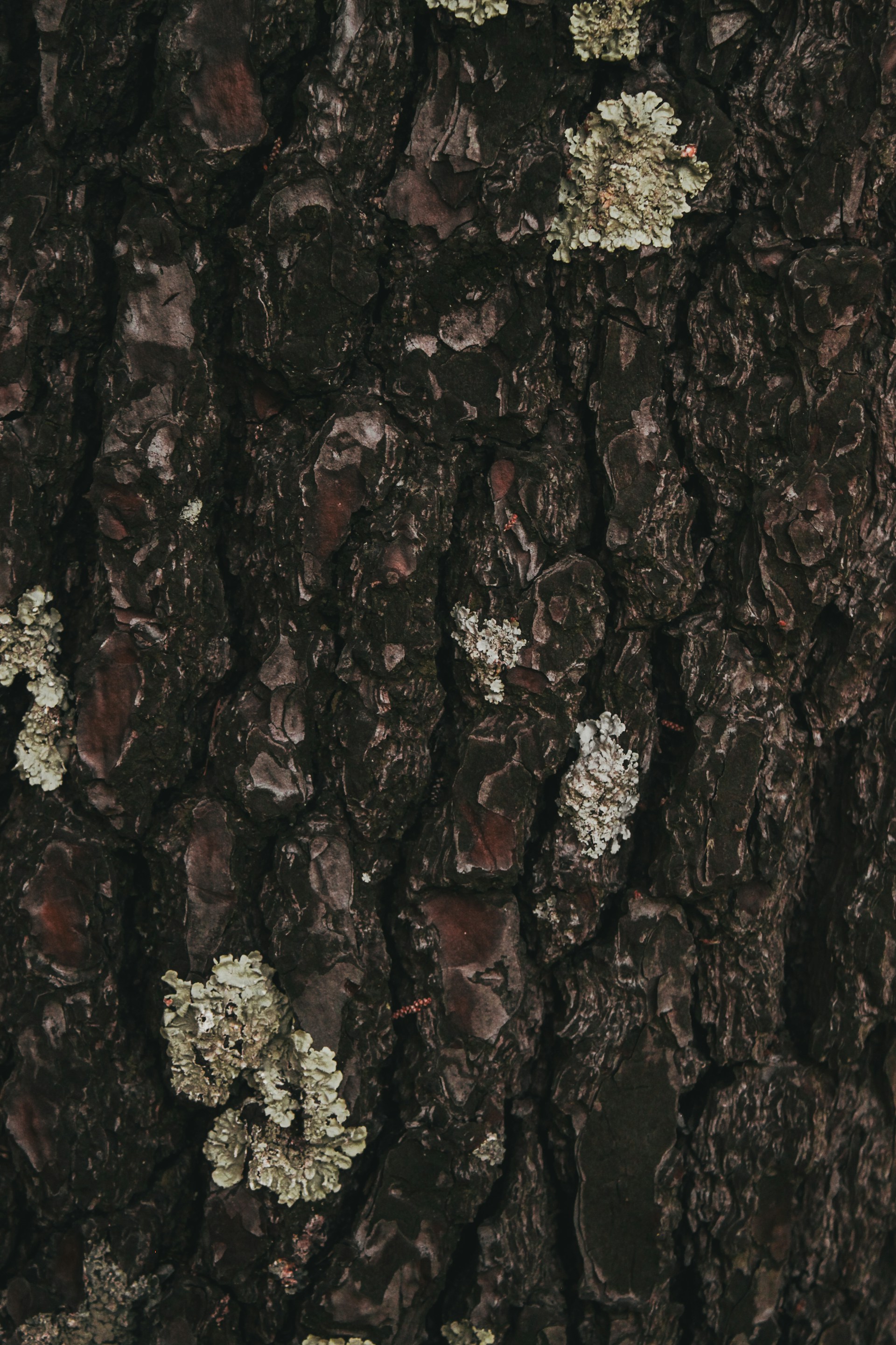 the bark of a tree with lichen and moss