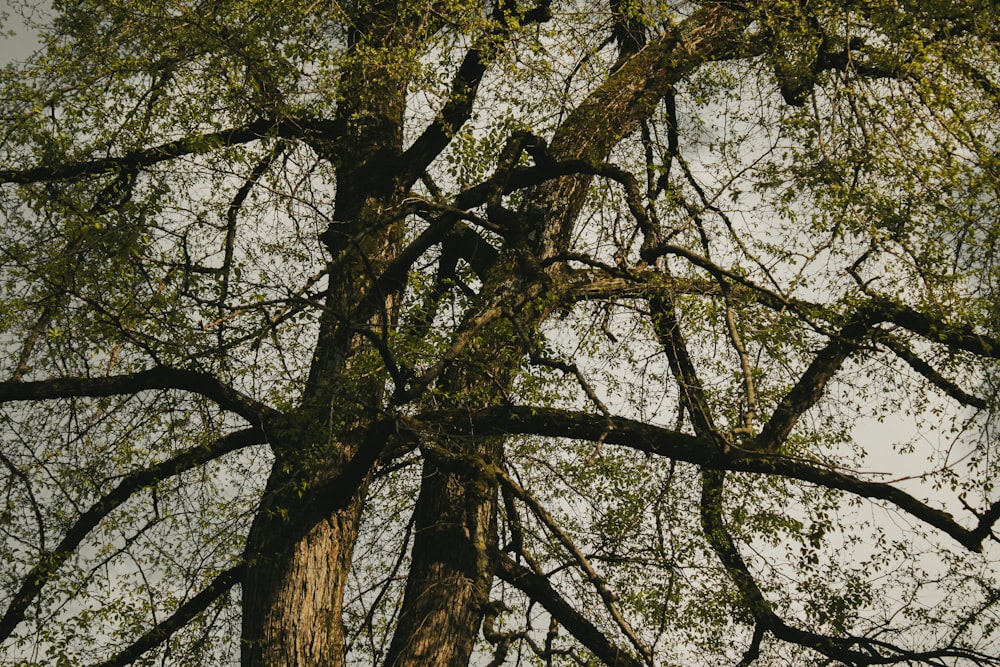 a bird perched on top of a tree branch