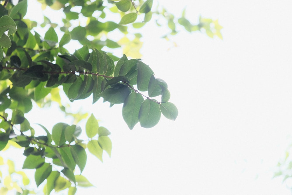 a tree branch with green leaves against a white sky