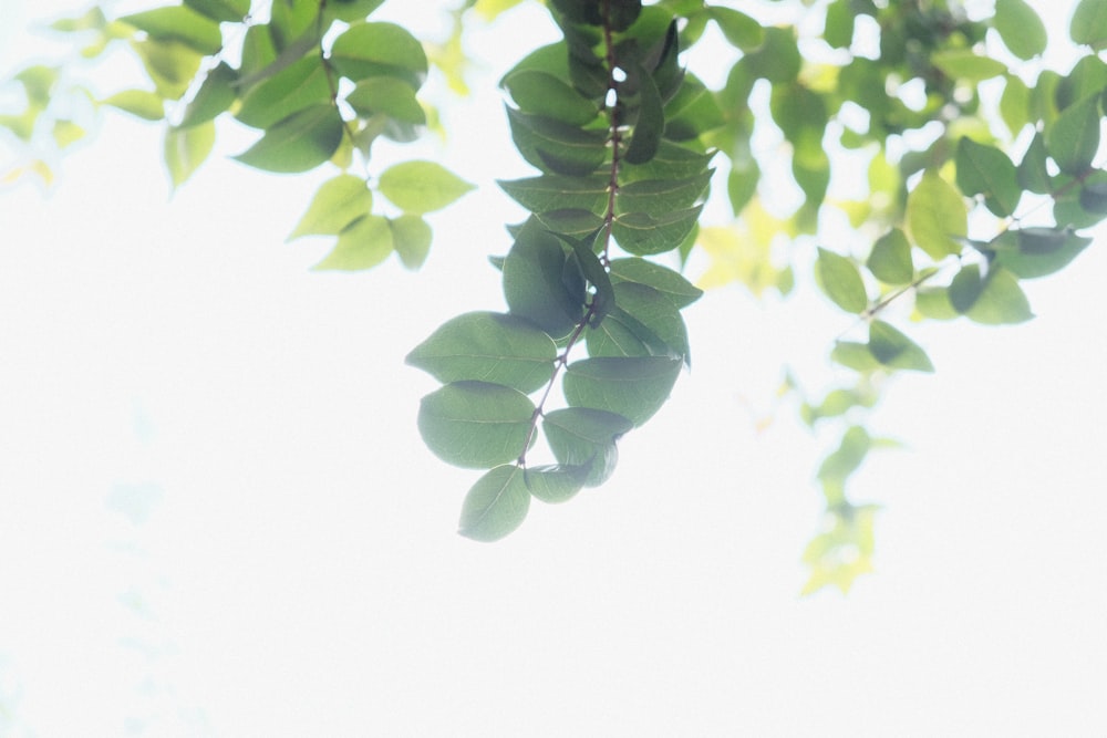 a branch of a tree with green leaves