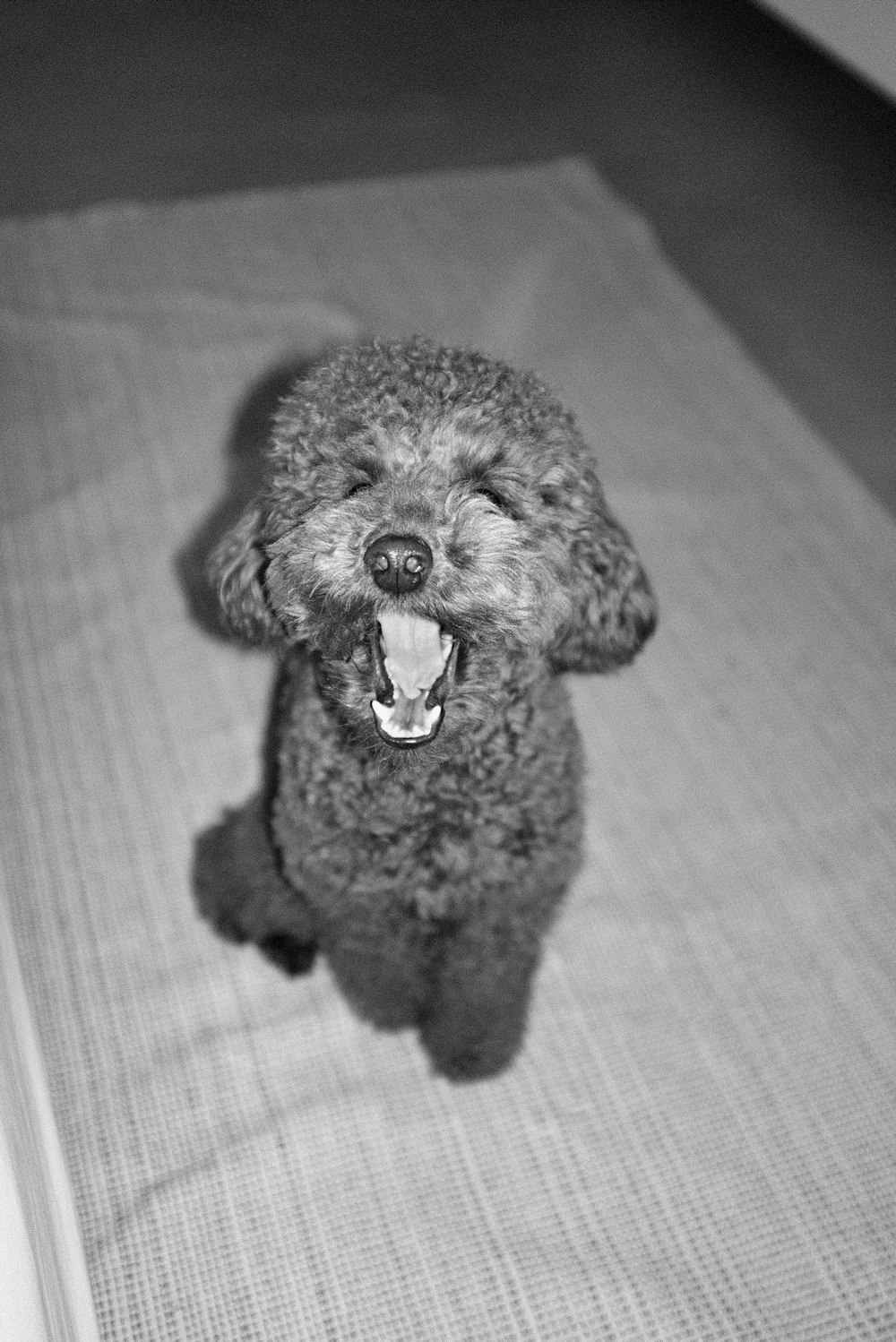 a black and white photo of a dog yawning