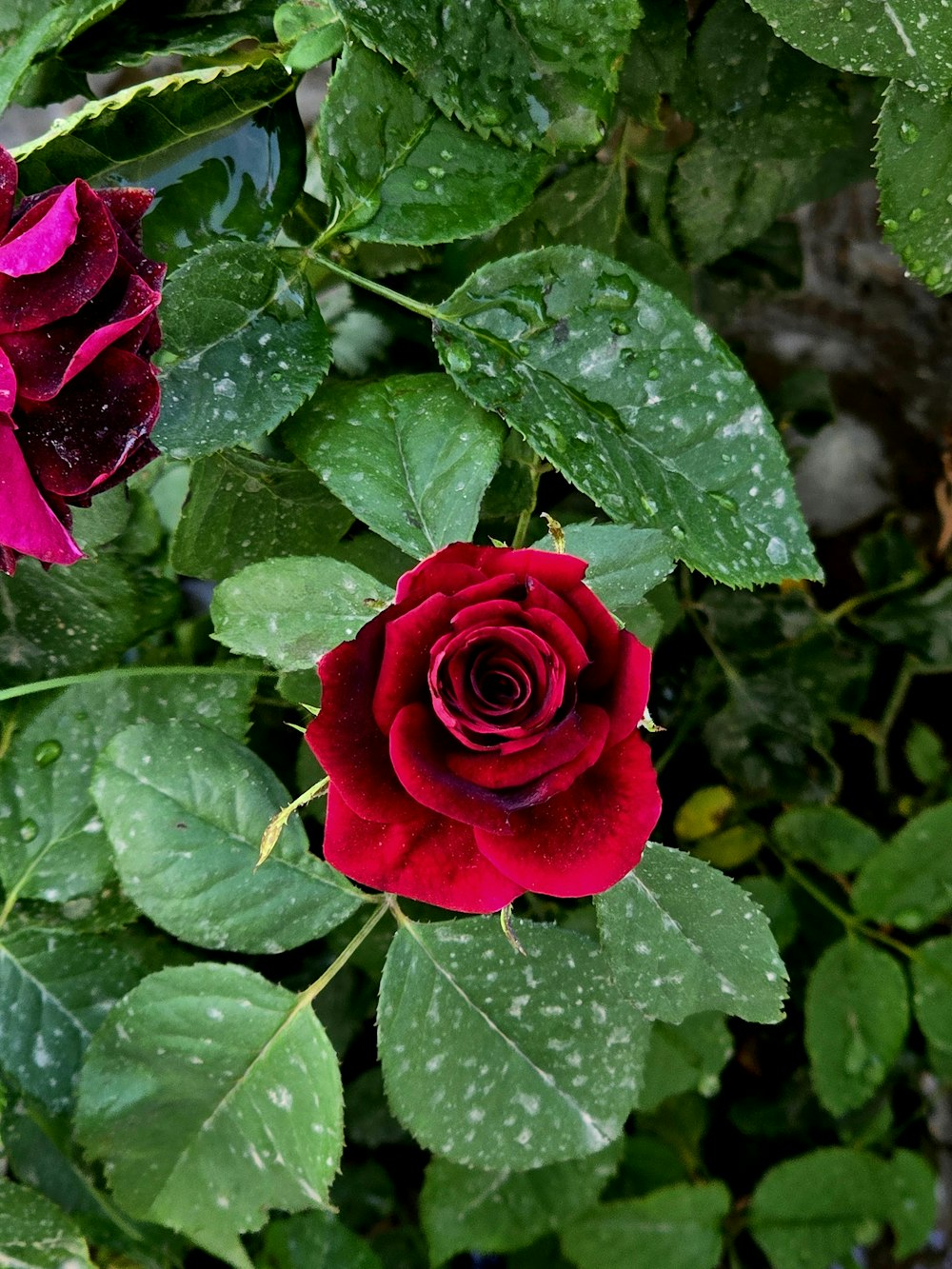 a close up of a flower with water droplets on it