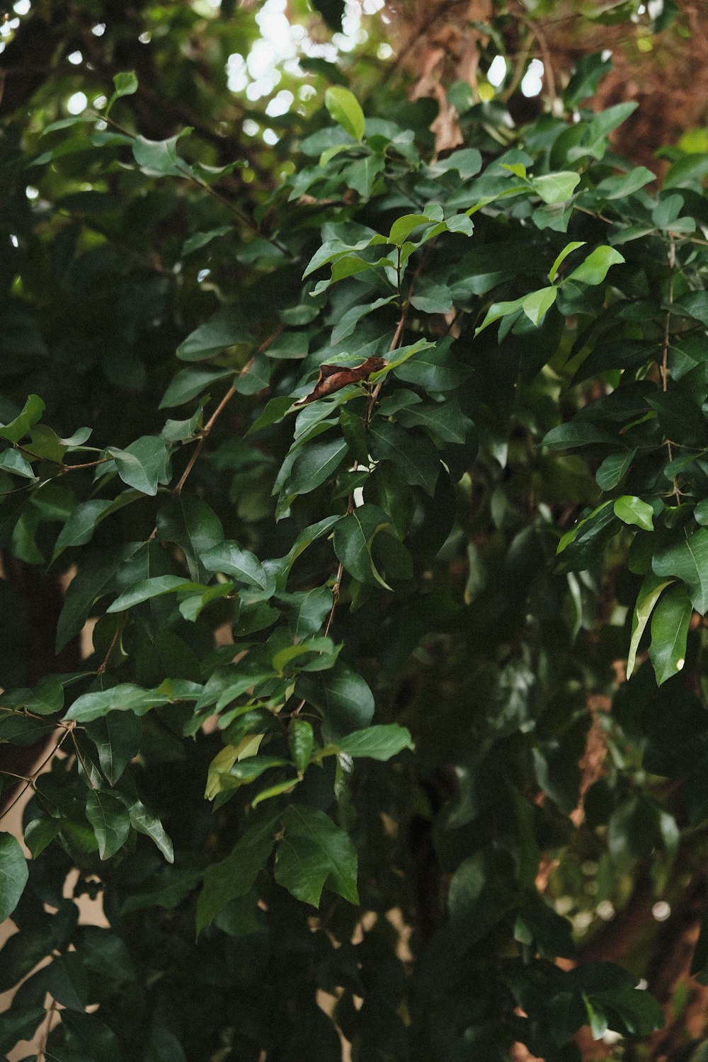 a bird is perched on a tree branch