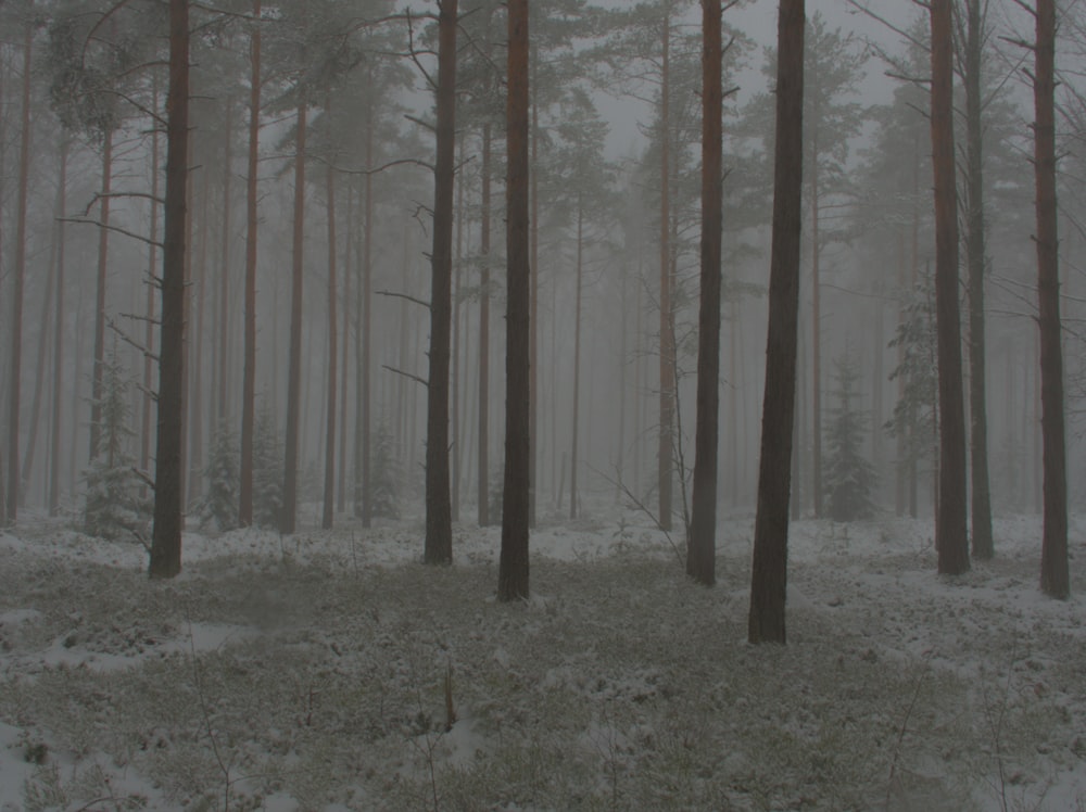 a forest filled with lots of trees covered in snow