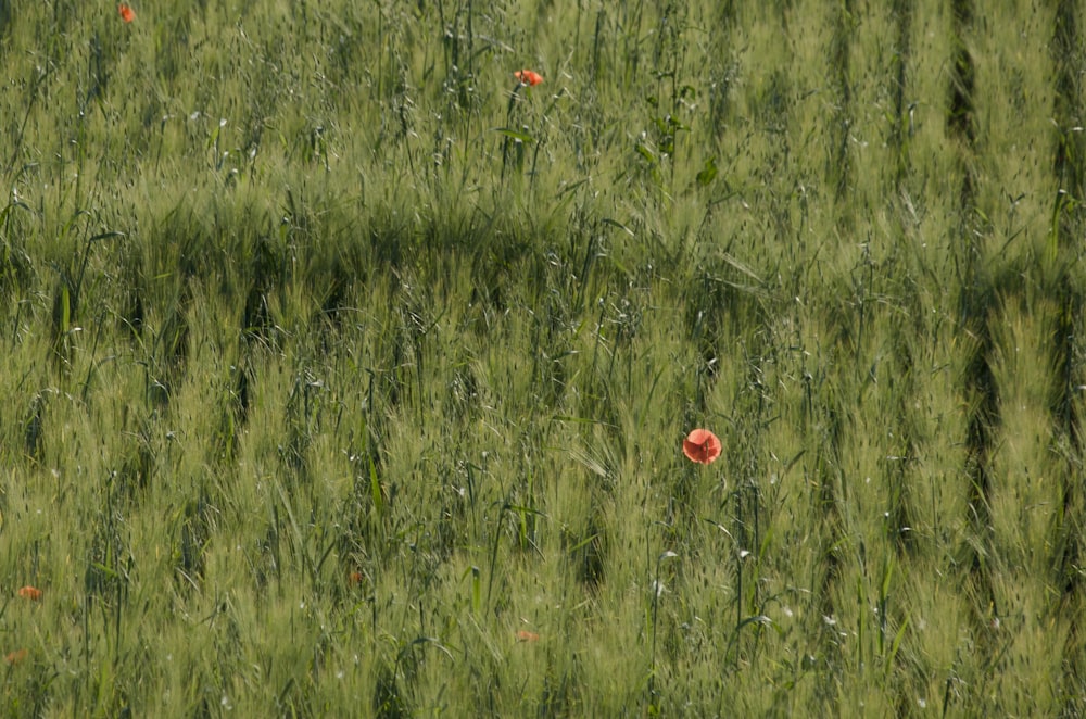 a field of tall grass with a single red flower in the middle of it