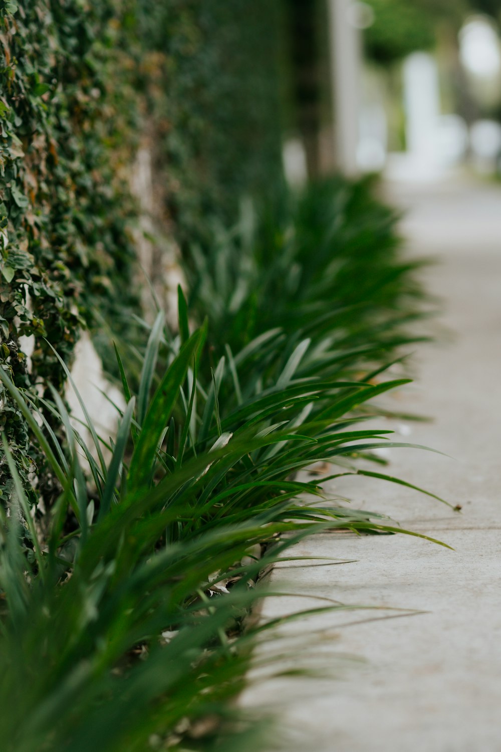 a close up of a plant on the side of a building