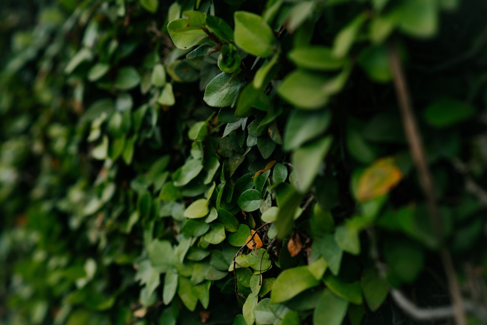 a close up of a green wall with leaves
