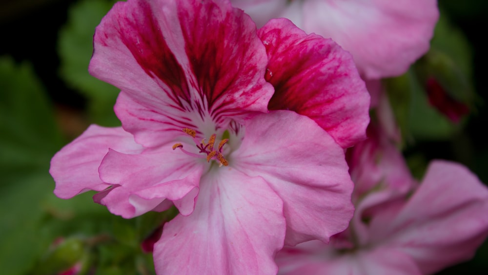 a close up of a pink flower with green leaves