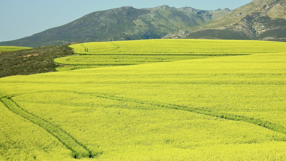 a field of yellow flowers with mountains in the background