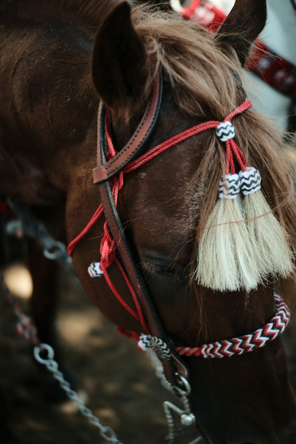 a close up of a horse wearing a bridle